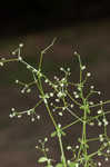 Hairy bedstraw